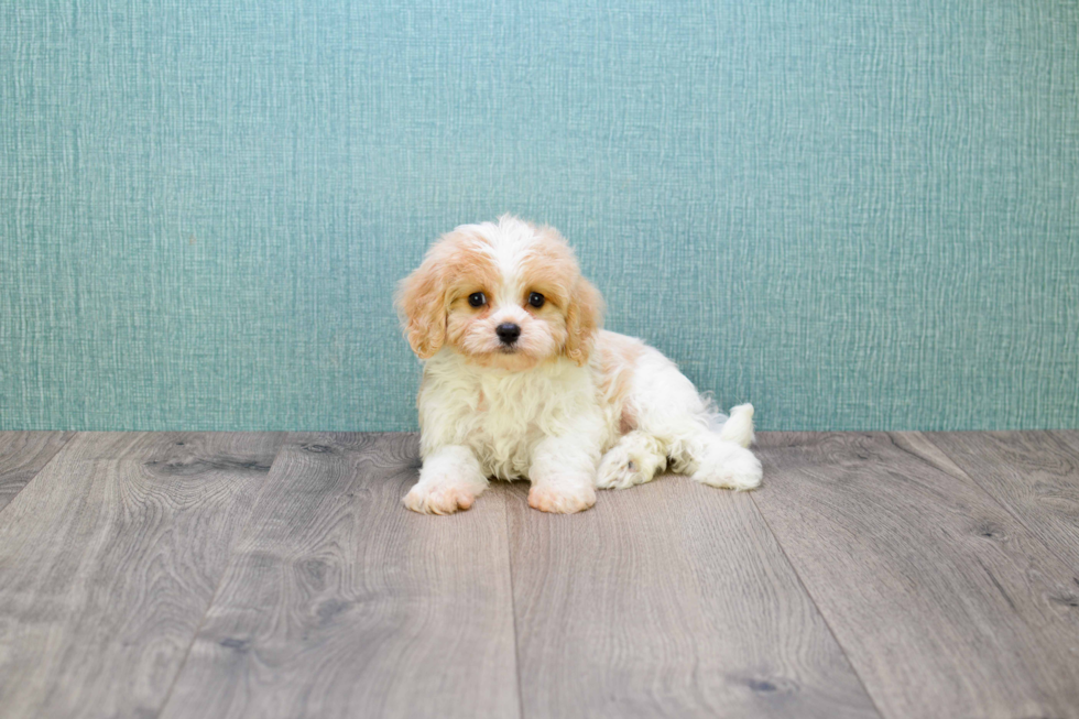 Happy Cavachon Baby