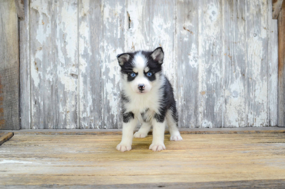 Popular Pomsky Designer Pup