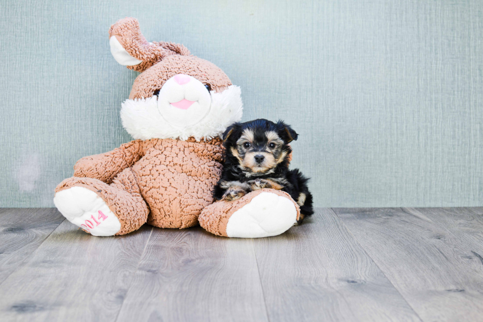 Morkie Puppy for Adoption