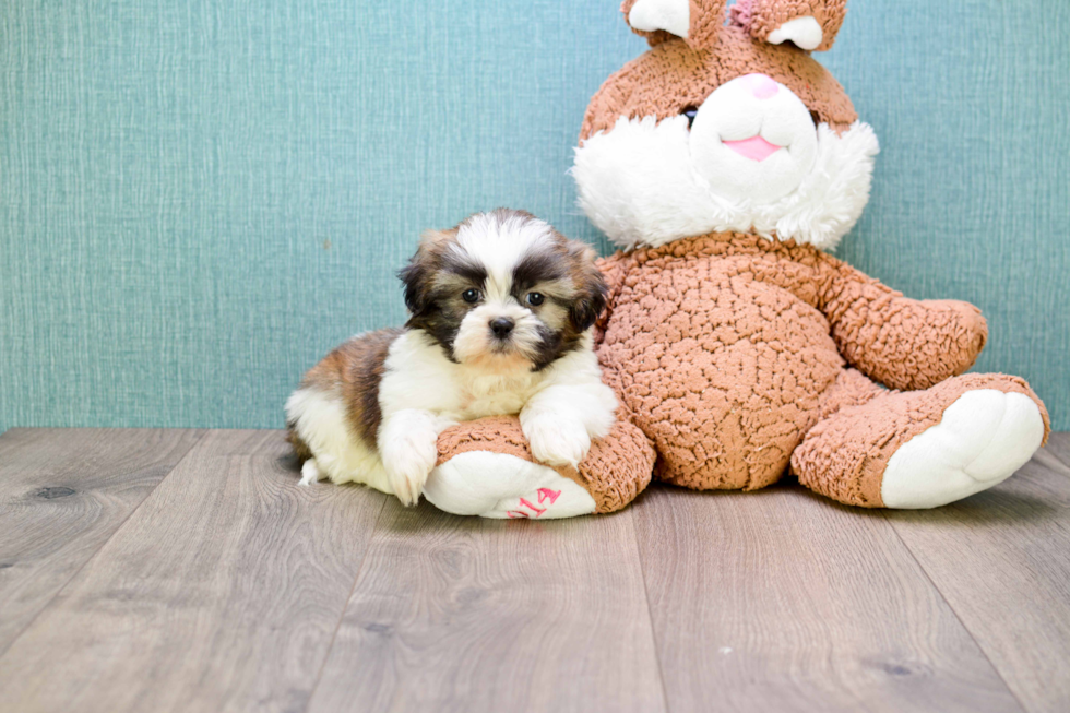 Playful Shichon Designer Puppy