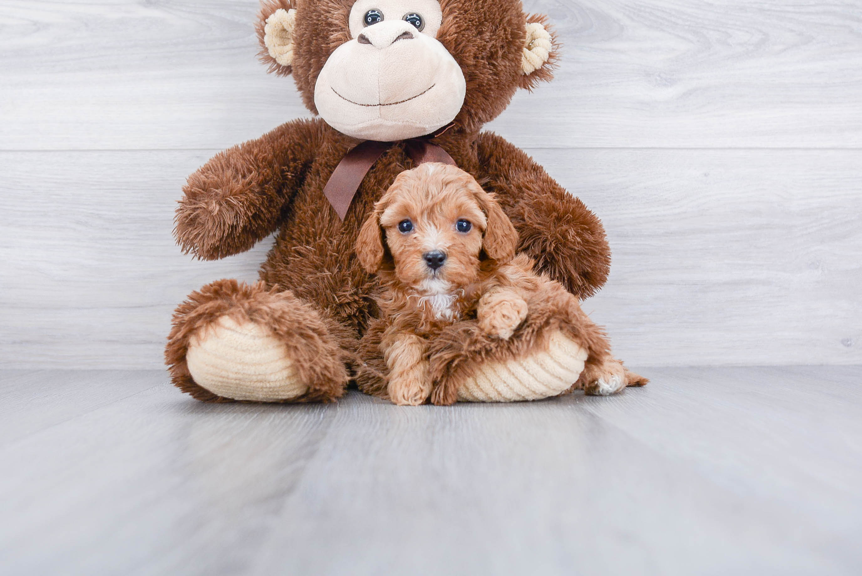 Cavapoo Puppy for Adoption