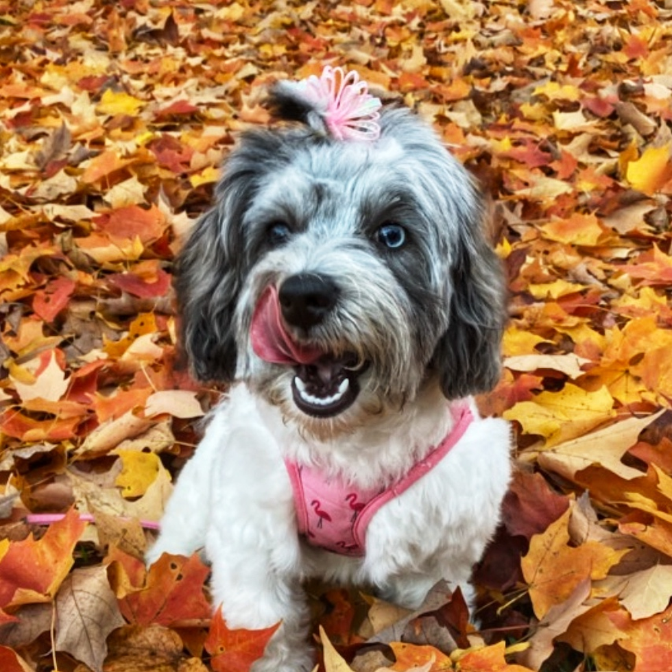Playful Bichpoo Poodle Mix Pup
