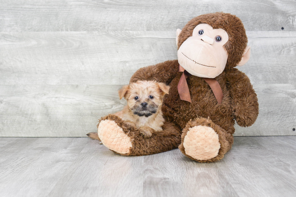 Morkie Puppy for Adoption