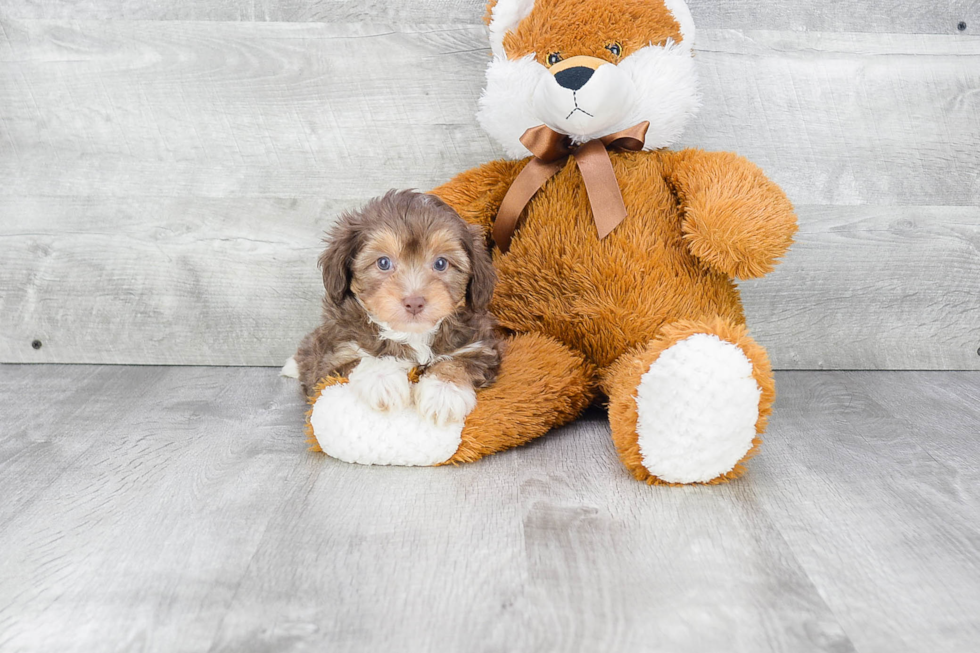 Mini Aussiedoodle Puppy for Adoption