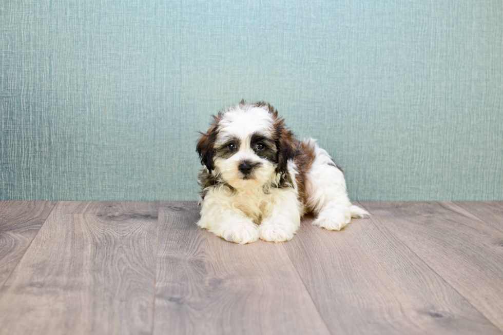 Best Teddy Bear Baby