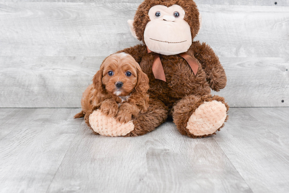 Cavapoo Puppy for Adoption