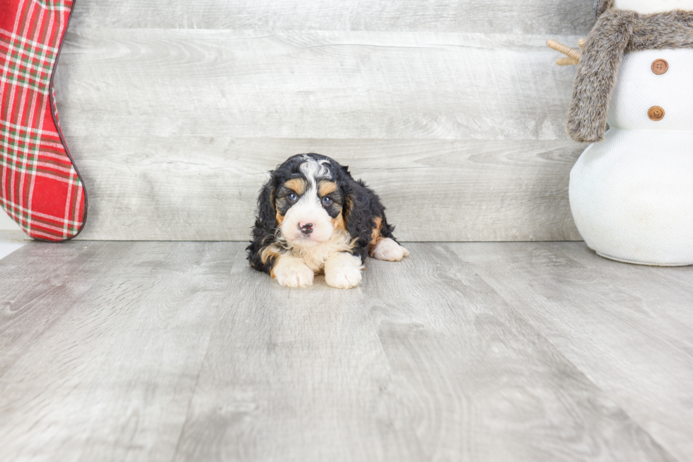 Mini Bernedoodle Puppy for Adoption