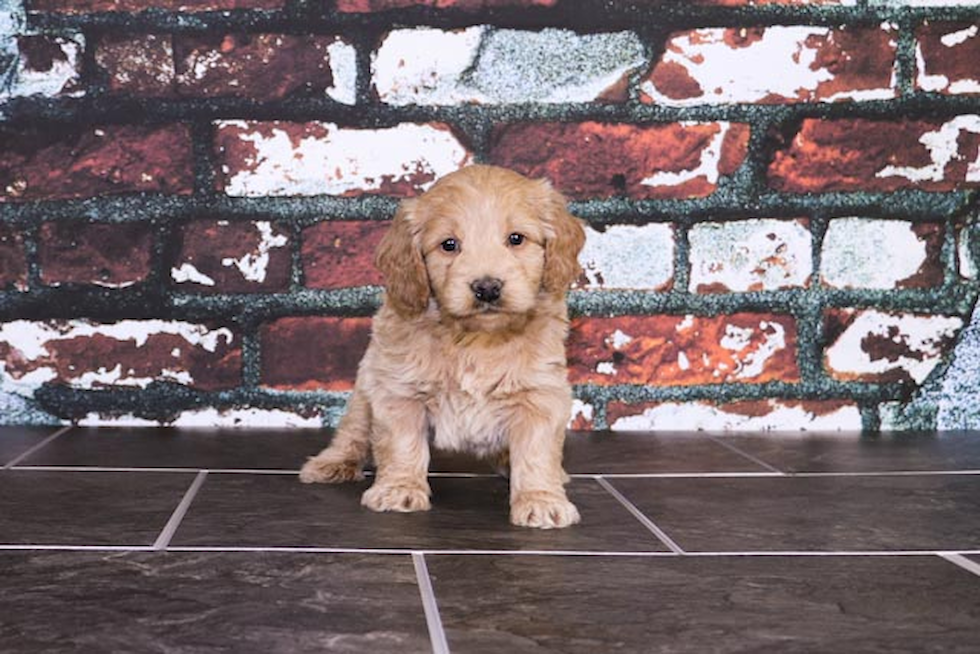 Popular Mini Goldendoodle Poodle Mix Pup