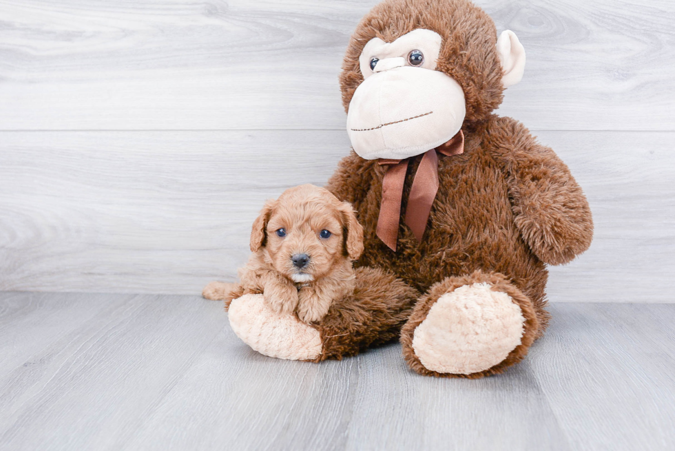 Adorable Cavoodle Poodle Mix Puppy