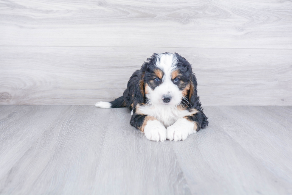 Popular Mini Bernedoodle Poodle Mix Pup