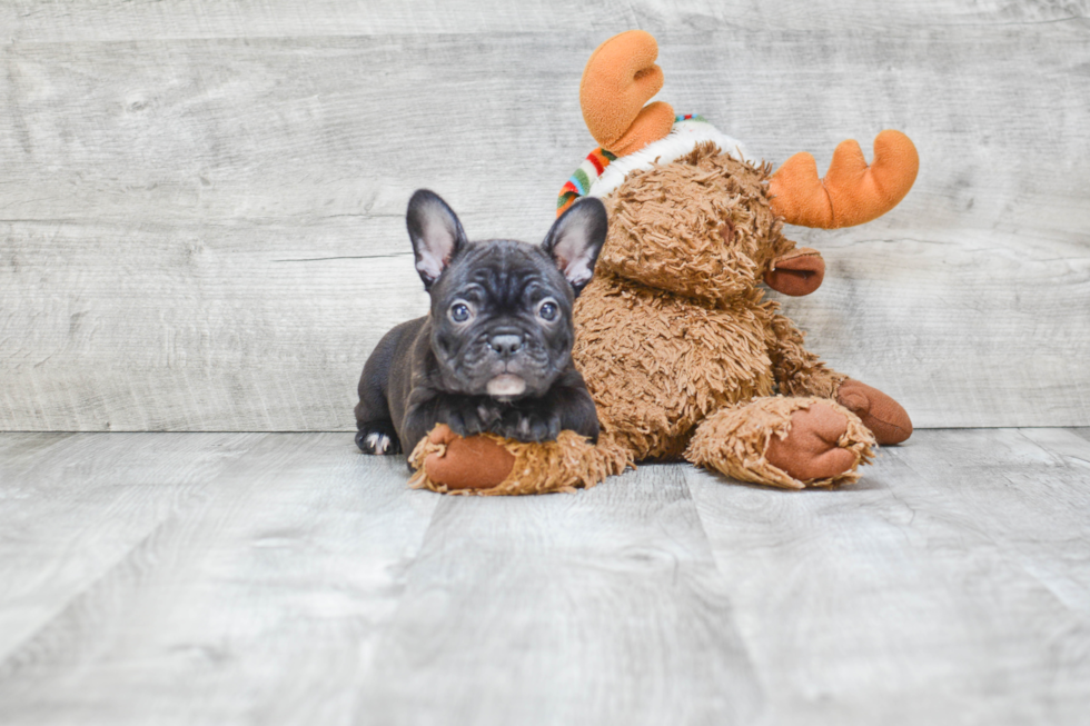 Friendly French Bulldog Baby