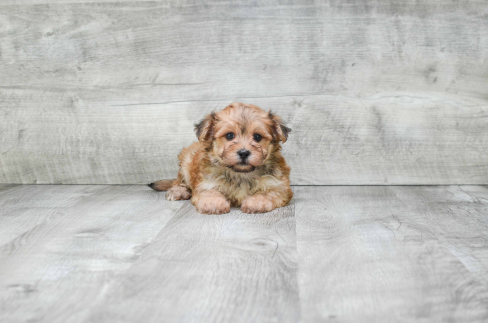 Friendly Morkie Baby