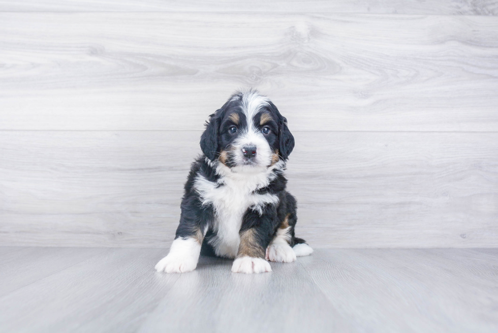 Adorable Mini Berniedoodle Poodle Mix Puppy