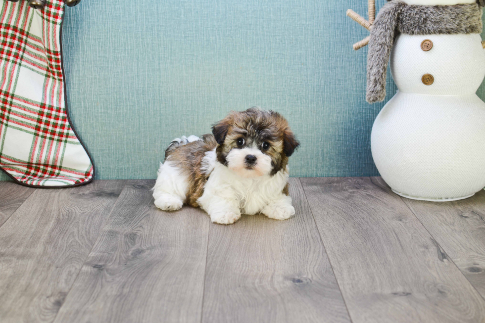 Best Havanese Baby