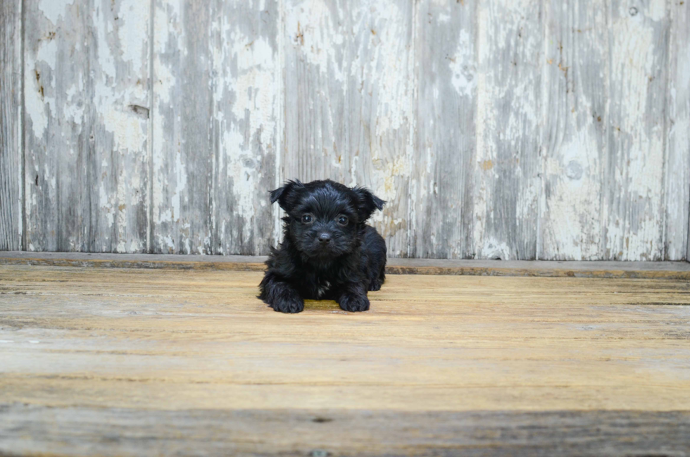 Fluffy Morkie Designer Pup