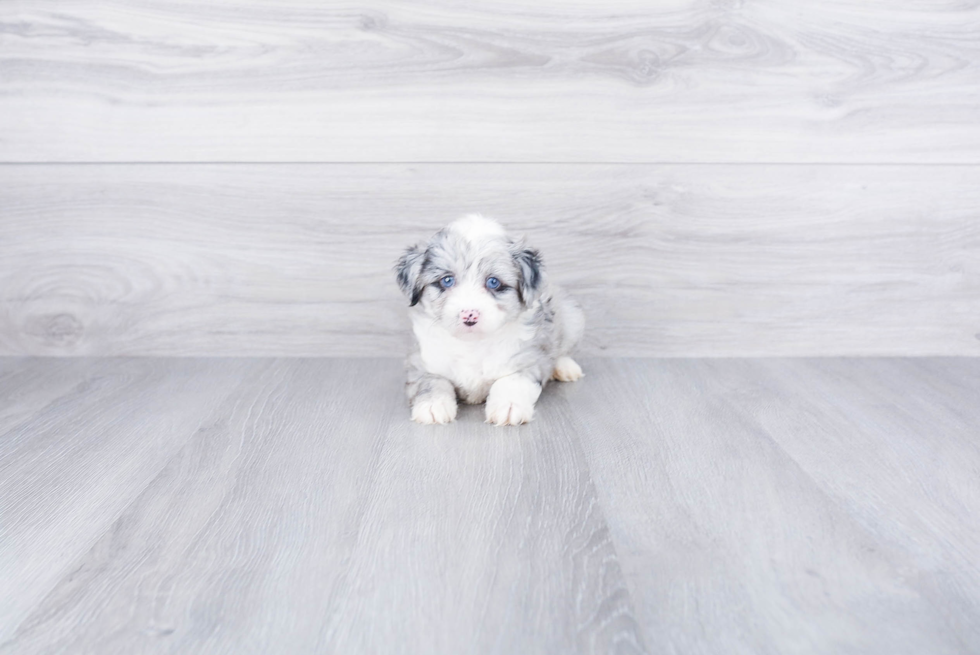 Sweet Mini Aussiedoodle Baby
