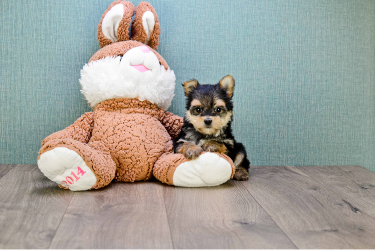 Morkie Puppy for Adoption