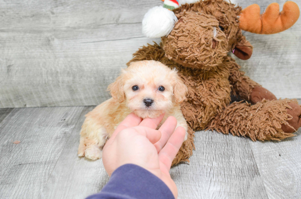 Cavachon Puppy for Adoption