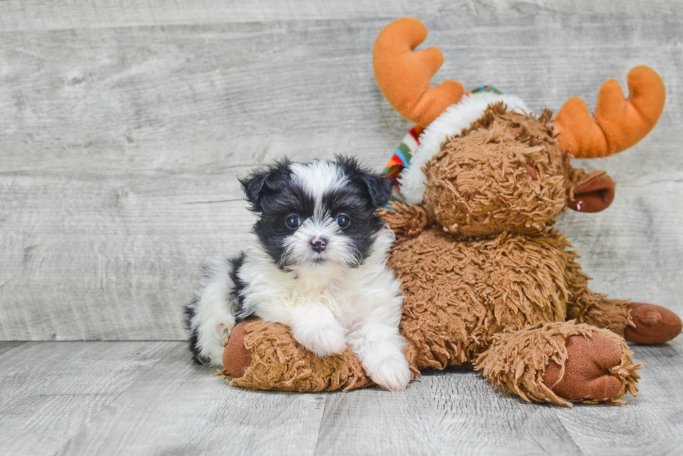 Little Yorkie Designer Puppy