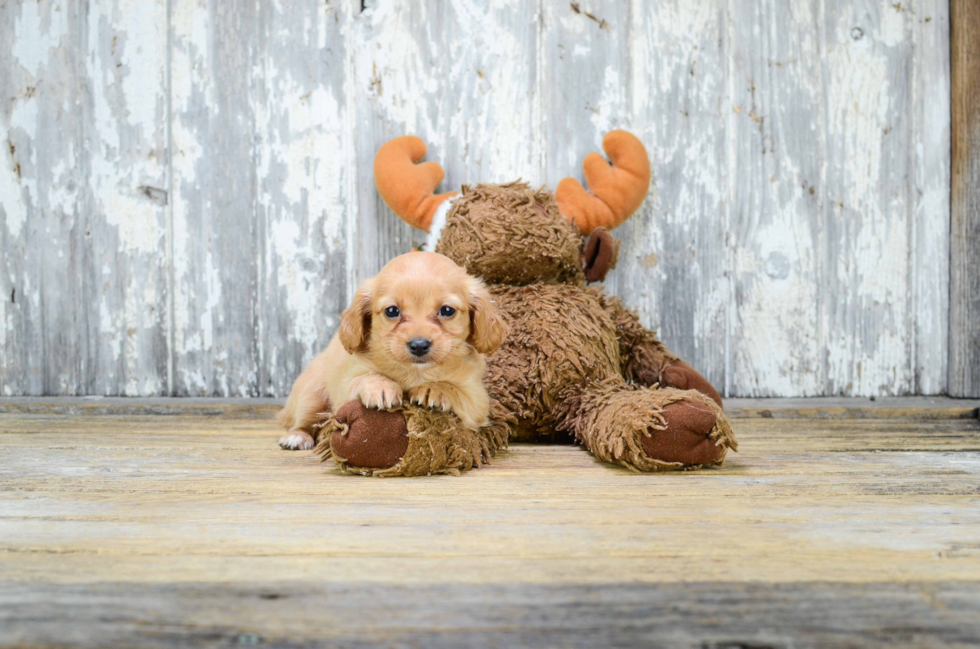 Cavapoo Pup Being Cute