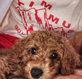 Spoodle Puppies For Sale - Premier Pups