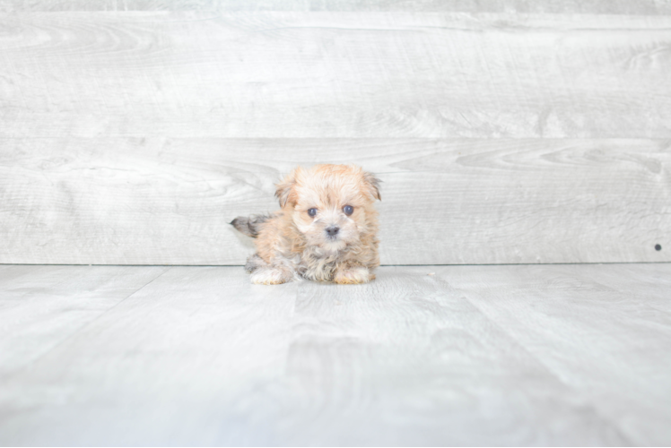 Friendly Morkie Baby