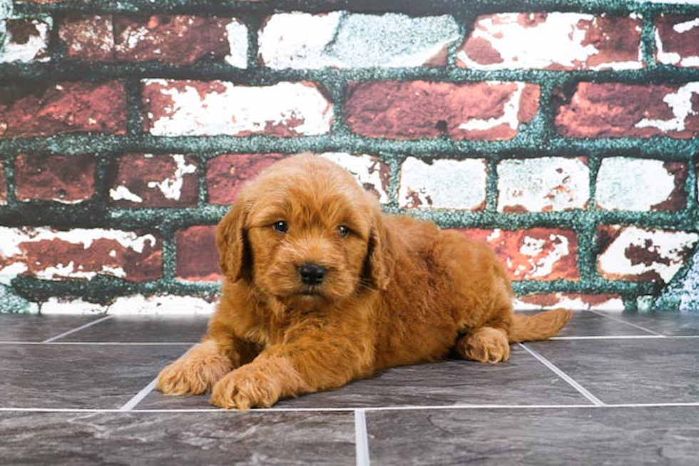 Little Golden Retriever Poodle Mix Puppy
