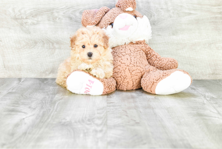 Playful Maltepoo Poodle Mix Puppy