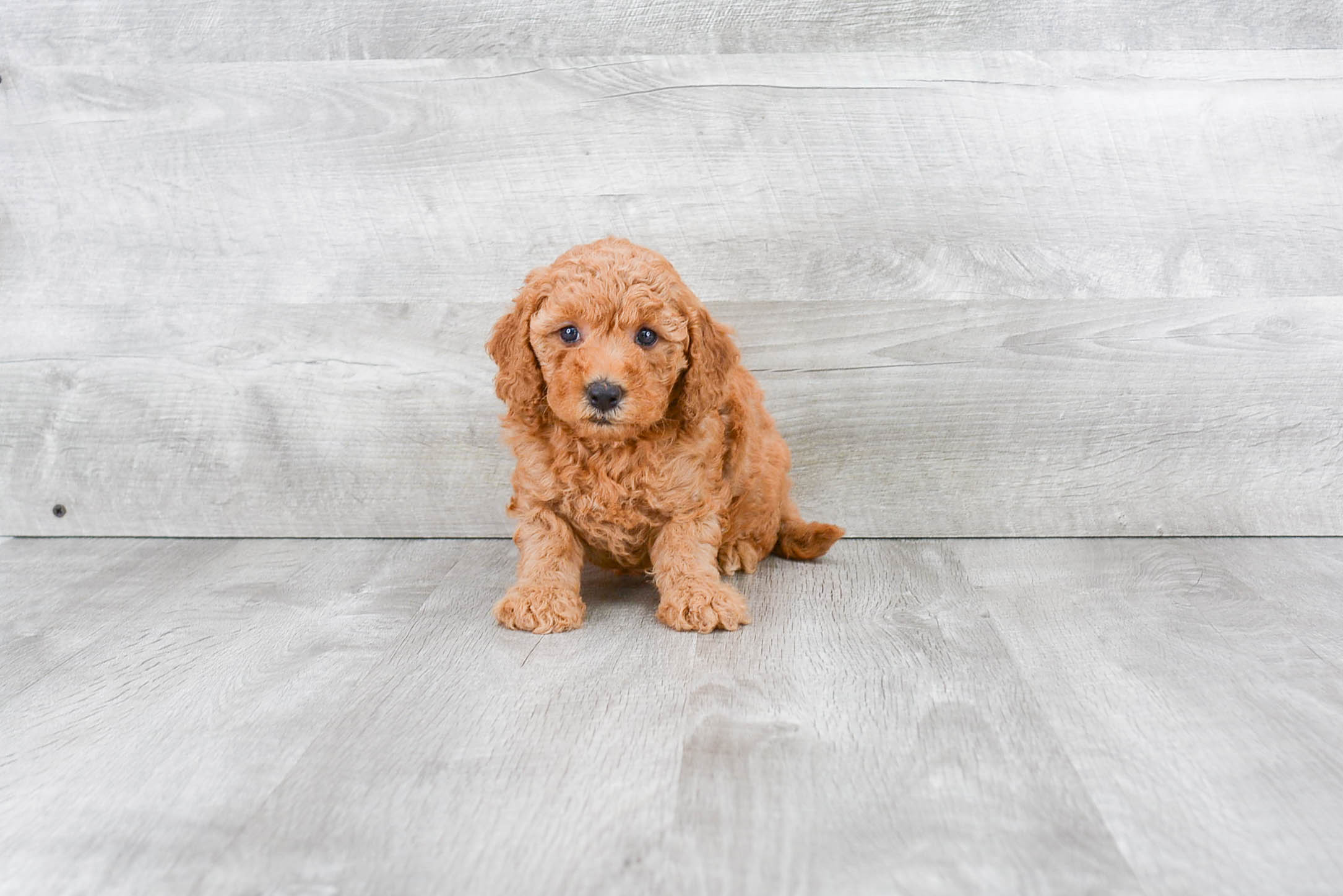Funny Mini Goldendoodle Poodle Mix Pup