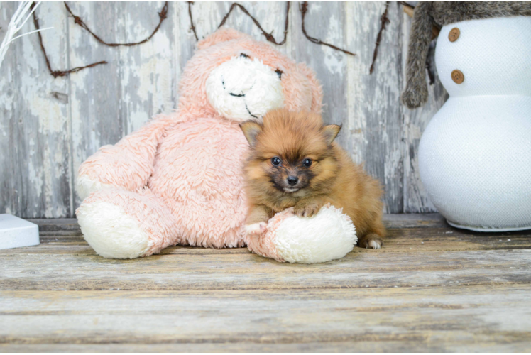 Small Pomeranian Baby