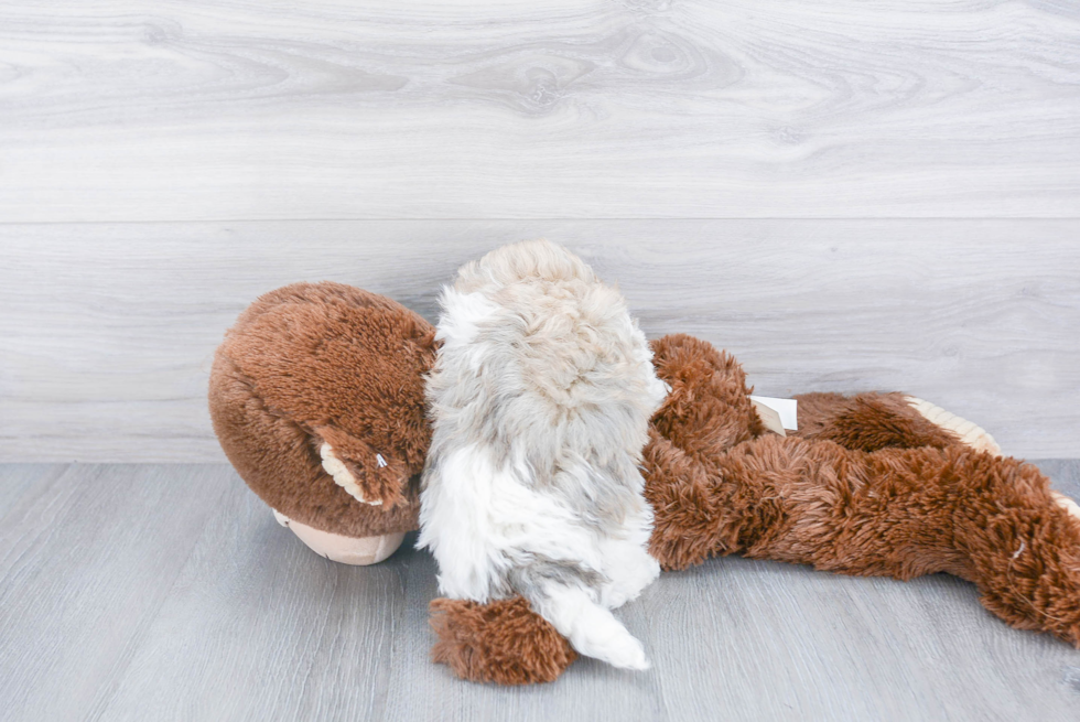 Sweet Havanese Purebred Puppy