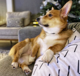 Corgi Puppies For Sale - Premier Pups