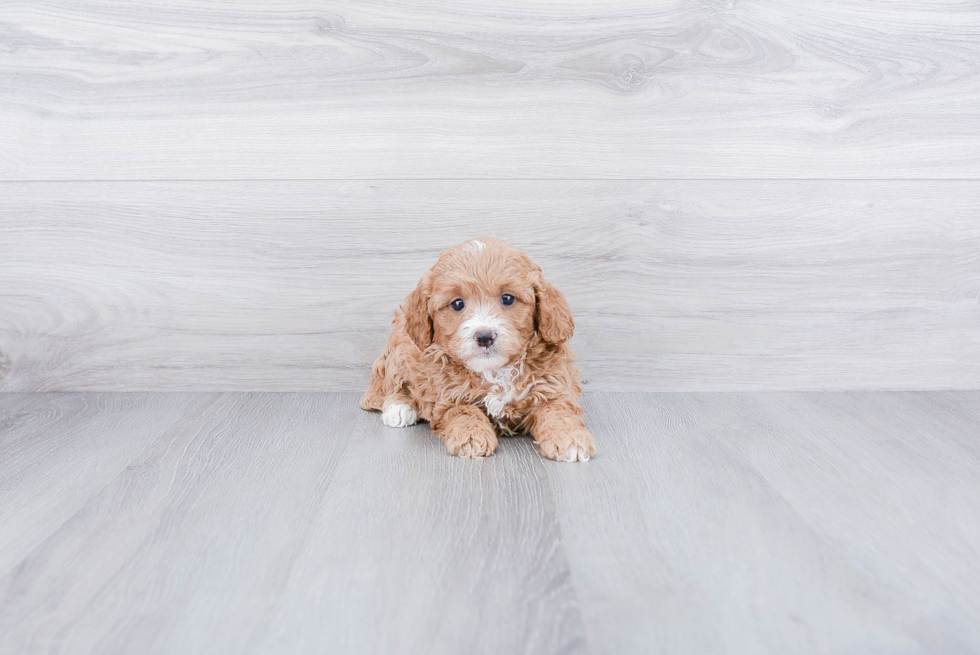 Cavapoo Puppy for Adoption