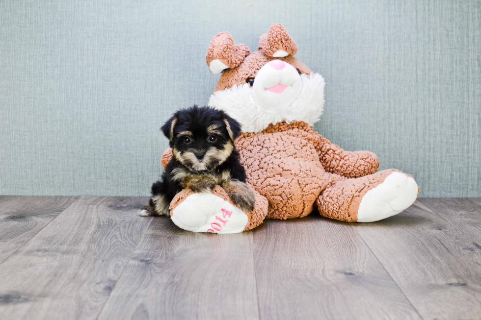 Best Morkie Baby