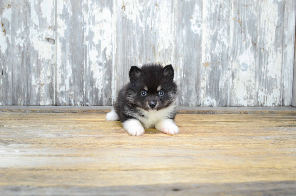 Cute Pomsky Baby
