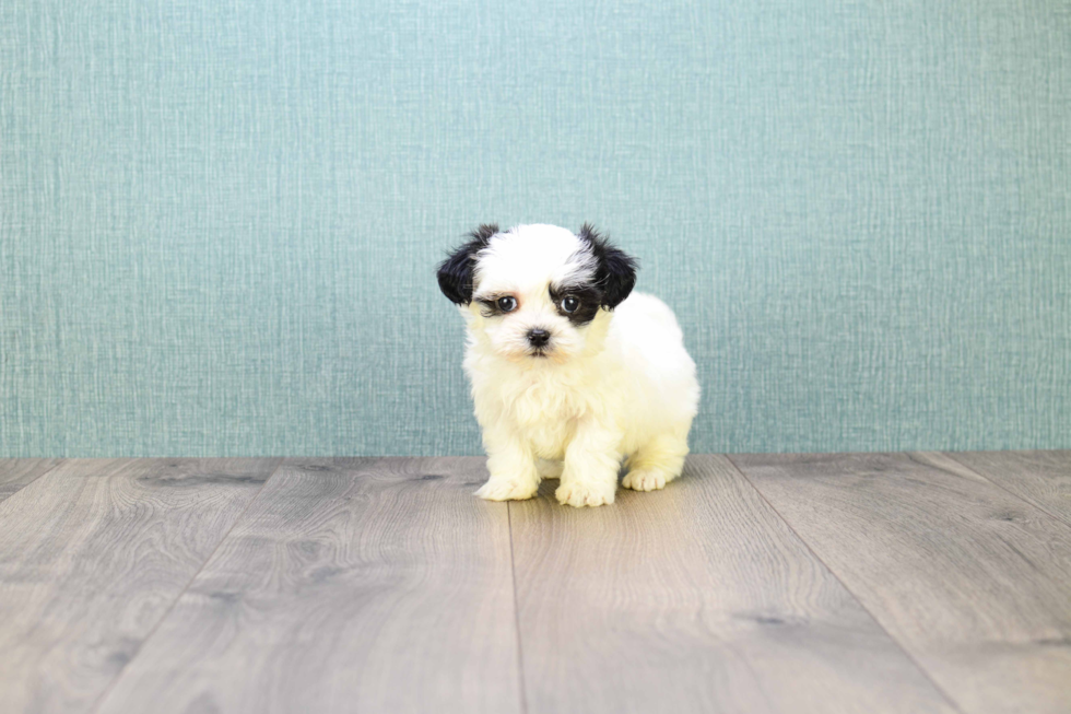 Funny Teddy Bear Designer Pup