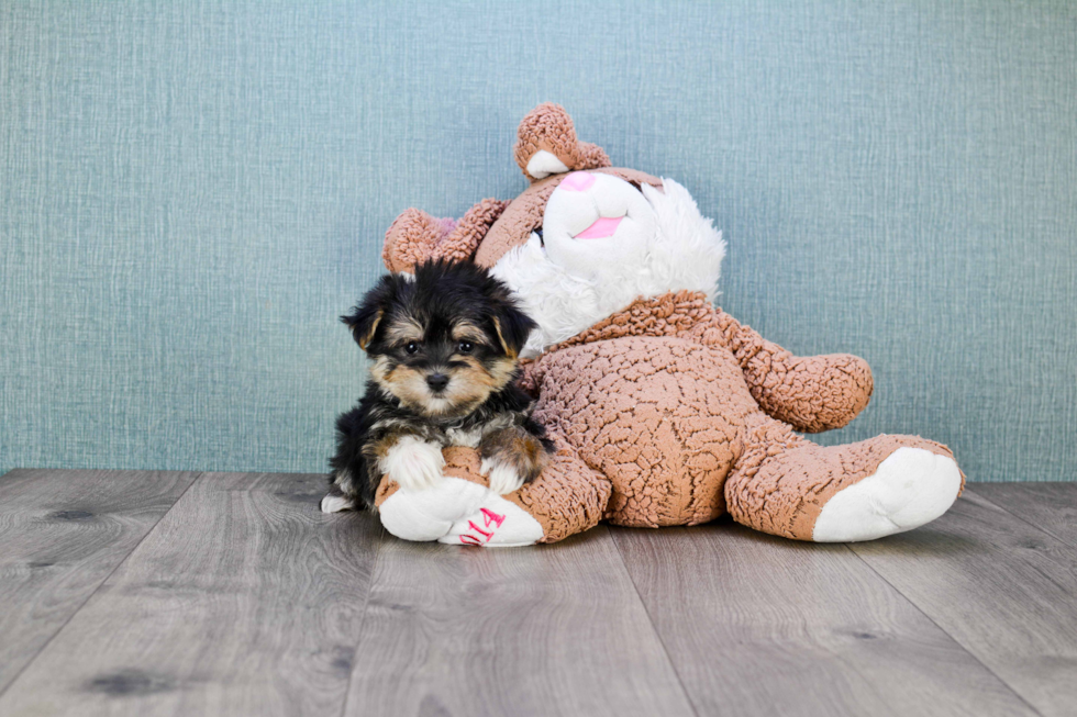 Smart Morkie Designer Pup