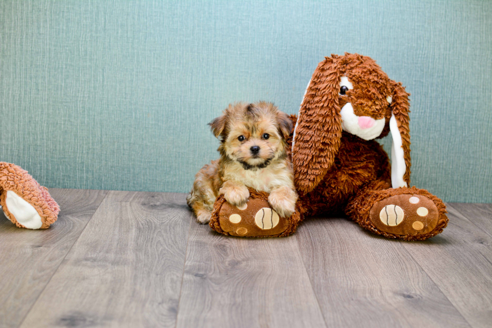 Morkie Puppy for Adoption