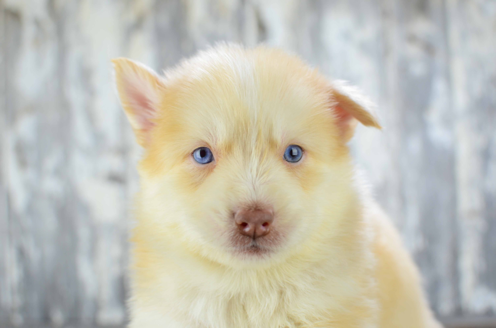 Little Mini Husky Designer Puppy