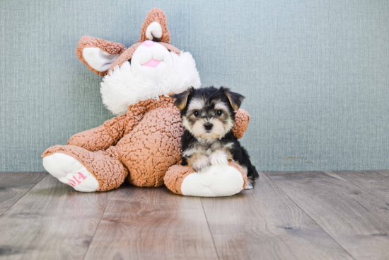 Morkie Pup Being Cute
