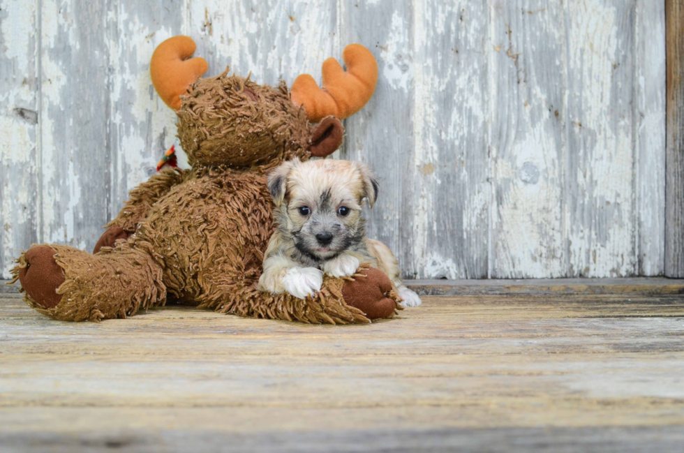 Hypoallergenic Yorkie Designer Puppy