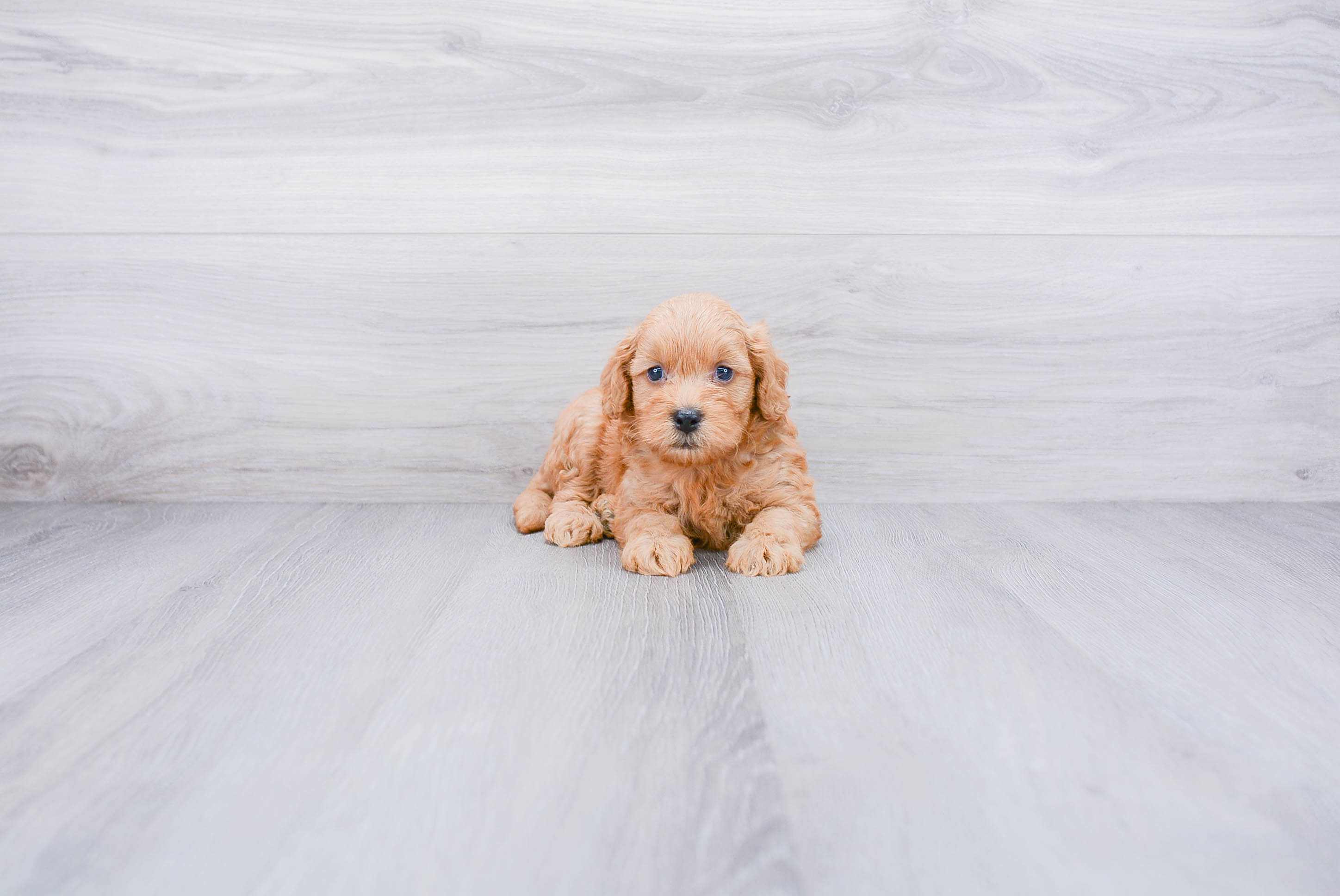 Mini Goldendoodle Pup Being Cute