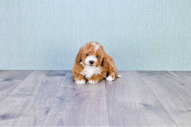 Best Cavapoo Baby