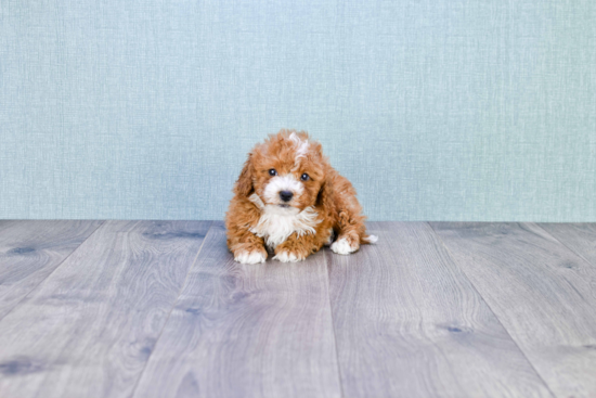 Best Cavapoo Baby