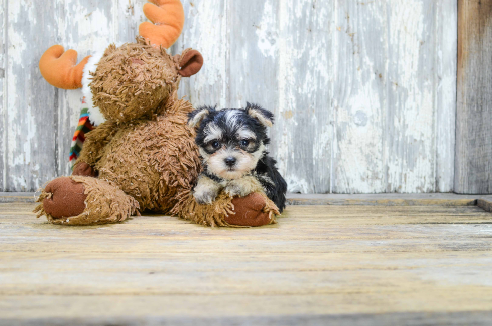 Morkie Puppy for Adoption