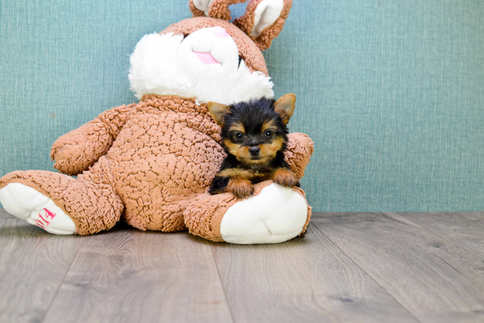 Meet Tinkerbell - our Yorkshire Terrier Puppy Photo 