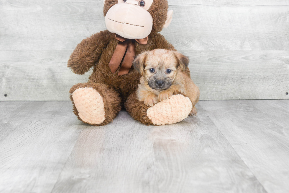 Little Yorkie Designer Puppy