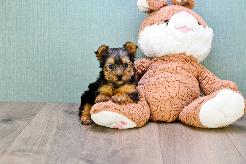 Meet Goldie - our Yorkshire Terrier Puppy Photo 