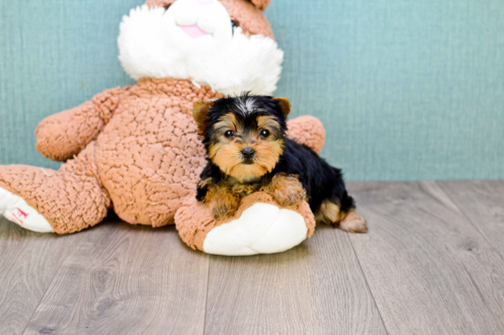 Meet Twinkle - our Yorkshire Terrier Puppy Photo 