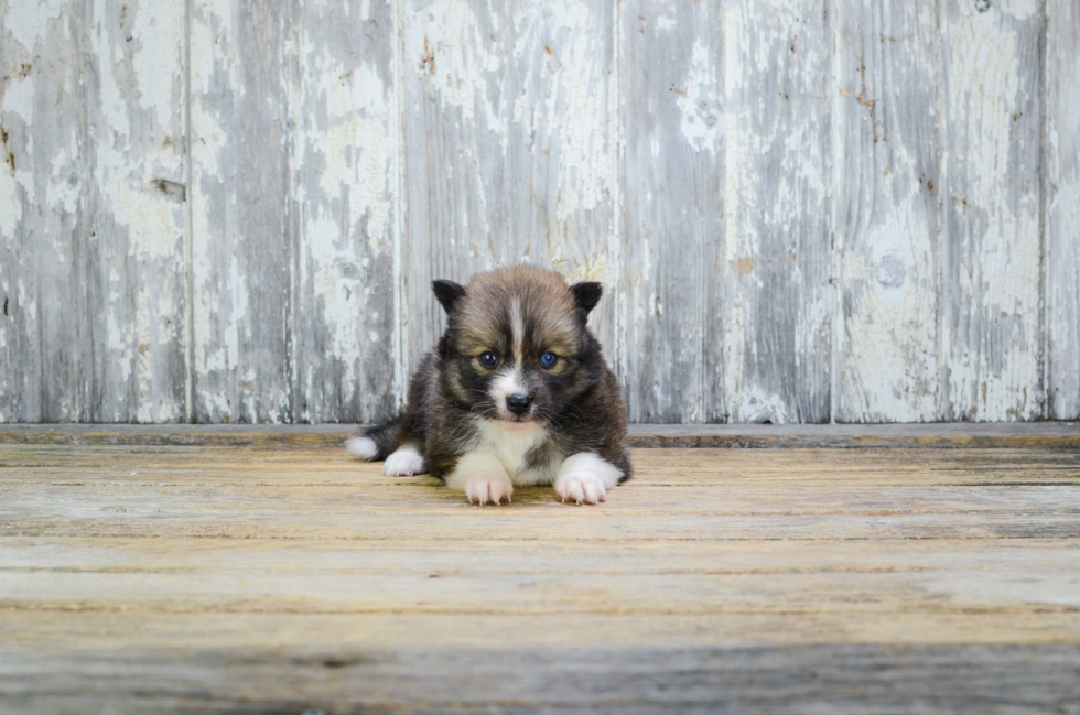 Pomsky Puppy for Adoption